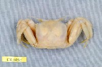 藏品(角眼沙蟹)的圖片